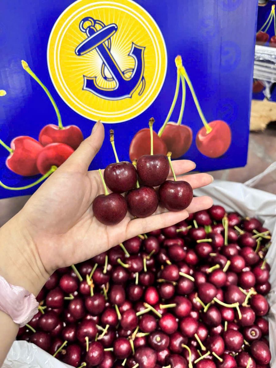 Cherry Mỹ đầu mùa